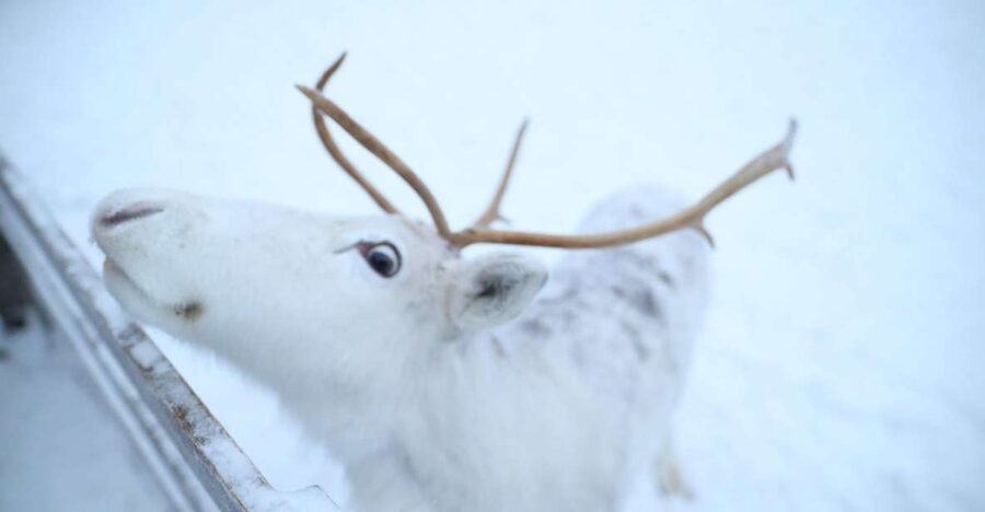 Rovaniemi: Husky and reindeer farm visit with sleigh rides - The 1-Kilometer Husky Sledge Ride