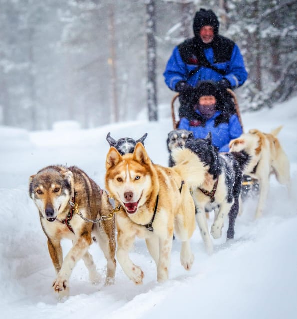 Rovaniemi: Husky and Reindeer farm with sleigh ride - Two Lapland traditions in one half-day