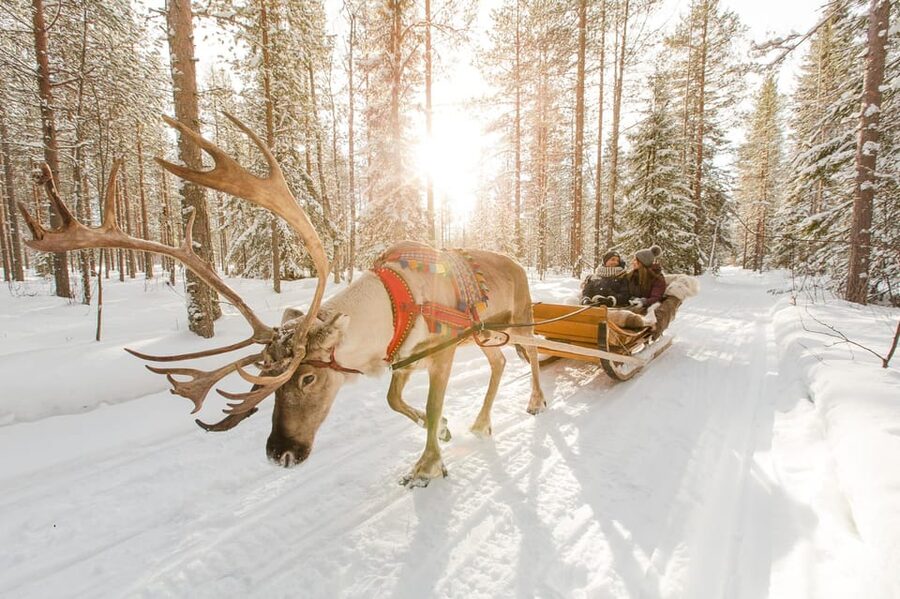 Rovaniemi: Husky and Reindeer farm with sleigh ride - Feeding reindeer at a working farm