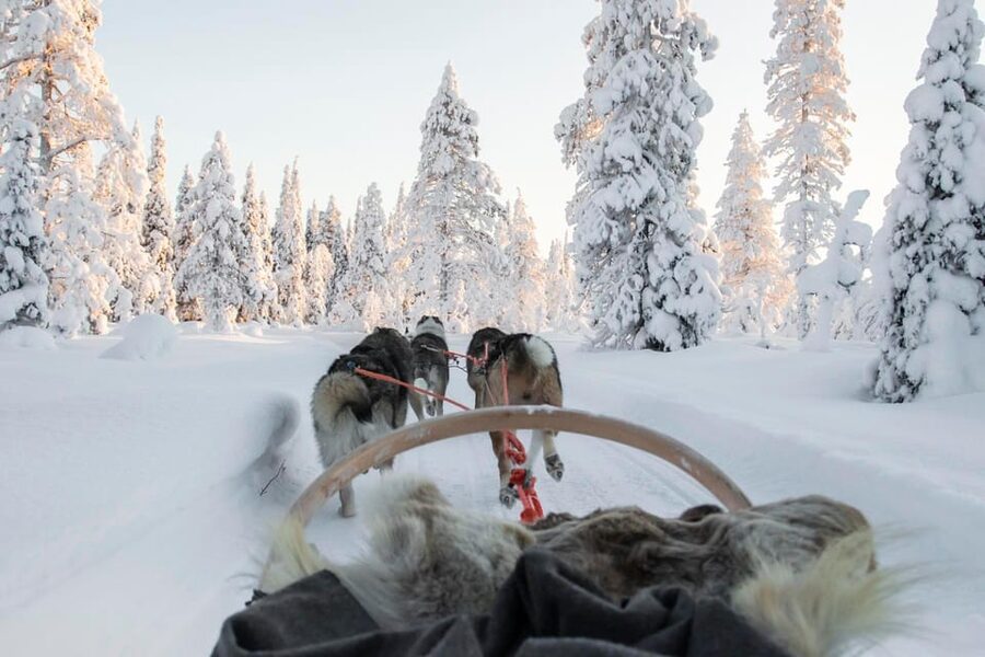 Rovaniemi: Husky and Reindeer farm with sleigh ride - Should you book the husky and reindeer farm tour?