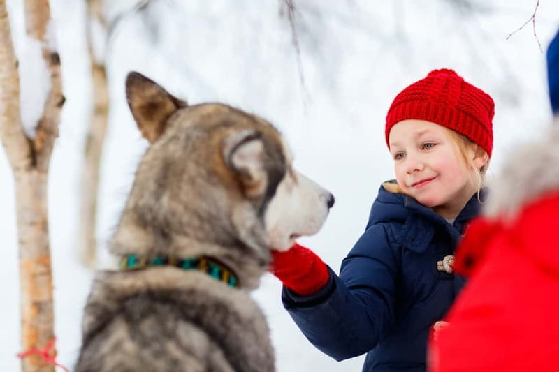 Rovaniemi: Husky Farm and Reindeer Experience - Practical tips for making the day better