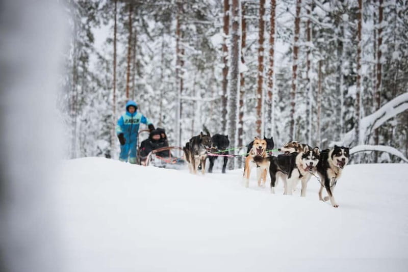 Rovaniemi: Husky Farm and Reindeer Experience - Why this Rovaniemi tour works as a first Arctic outing