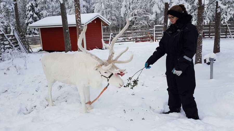 Rovaniemi: Husky Farm and Reindeer Experience - Meeting the Alaskan huskies and taking the second ride