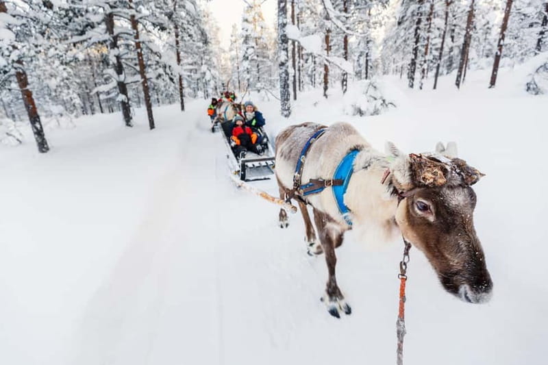 Rovaniemi: Husky Farm and Reindeer Experience - Starting in Rovaniemi and reaching the reindeer farm