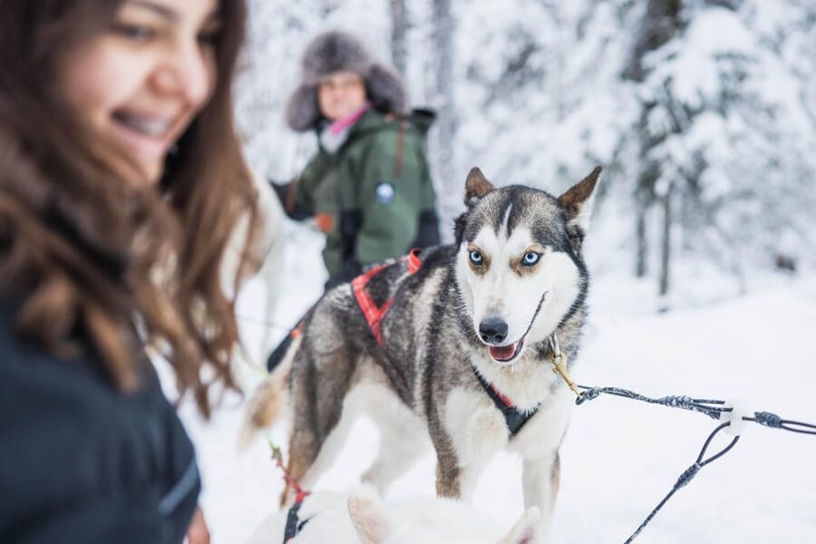 Rovaniemi: Husky Farm Visit with a Sledge Ride - Learning how mushing works