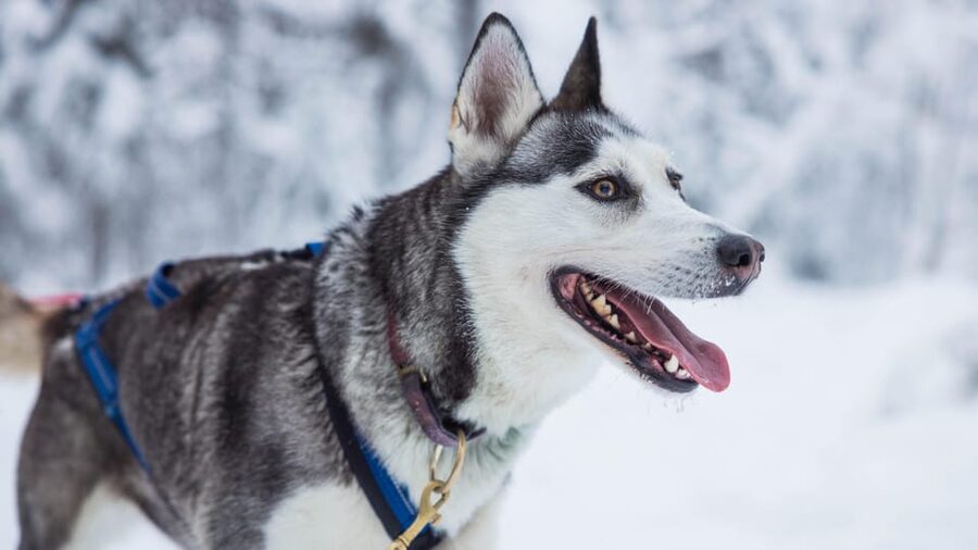 Rovaniemi: Husky Farm Visit with a Sledge Ride - How the group schedule affects your visit