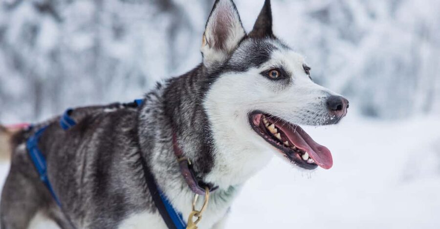 Rovaniemi: Husky Farm Visit with a Sledge Ride - Is $122 a fair price?