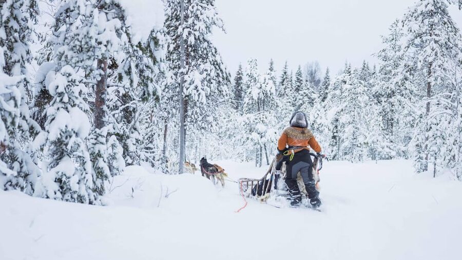 Rovaniemi: Husky Farm Visit with a Sledge Ride - Meeting the dogs in a working kennel