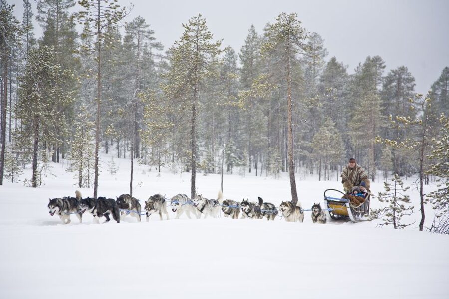 Rovaniemi: Husky & Reindeer Experience with Snowmobile Ride - Meeting reindeer and hearing about herding life