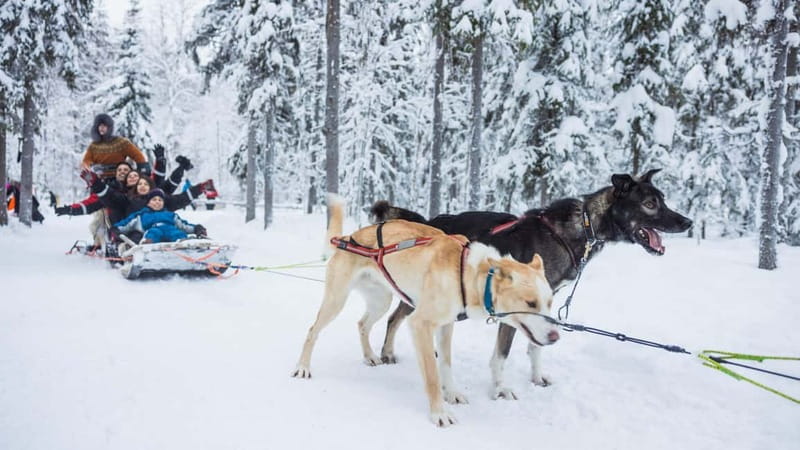 Rovaniemi: Husky & Reindeer Experience with Snowmobile Ride - The Alaskan Huskies in action