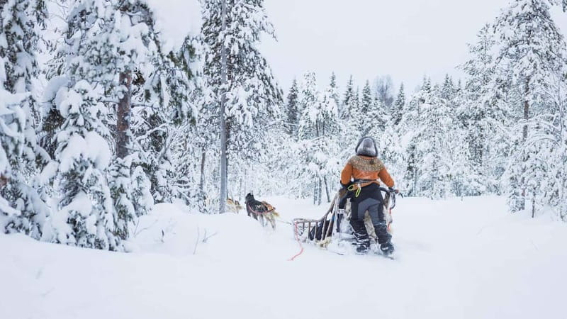 Rovaniemi: Husky & Reindeer Experience with Snowmobile Ride - Meeting at 10:00 in Rovaniemi or Santa Claus Village