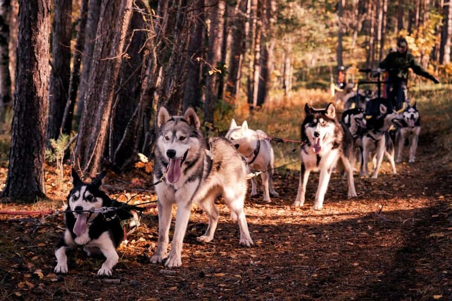 Rovaniemi: Husky Safari & Campfire BBQ – 6‑10 km Self‑Drive - Key details before you book