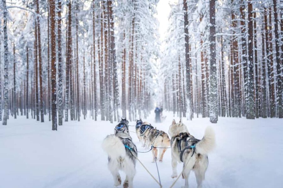 Rovaniemi: Husky Safari & Campfire BBQ – 6‑10 km Self‑Drive - Final verdict: pay for the driving, not only the dogs