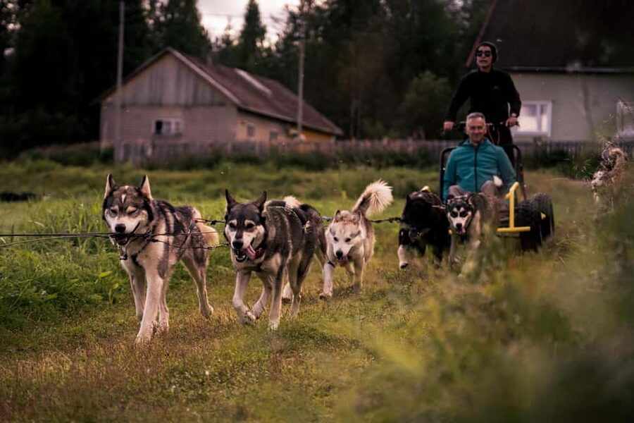 Rovaniemi: Husky Safari & Campfire BBQ – 6‑10 km Self‑Drive - Why this husky outing feels different