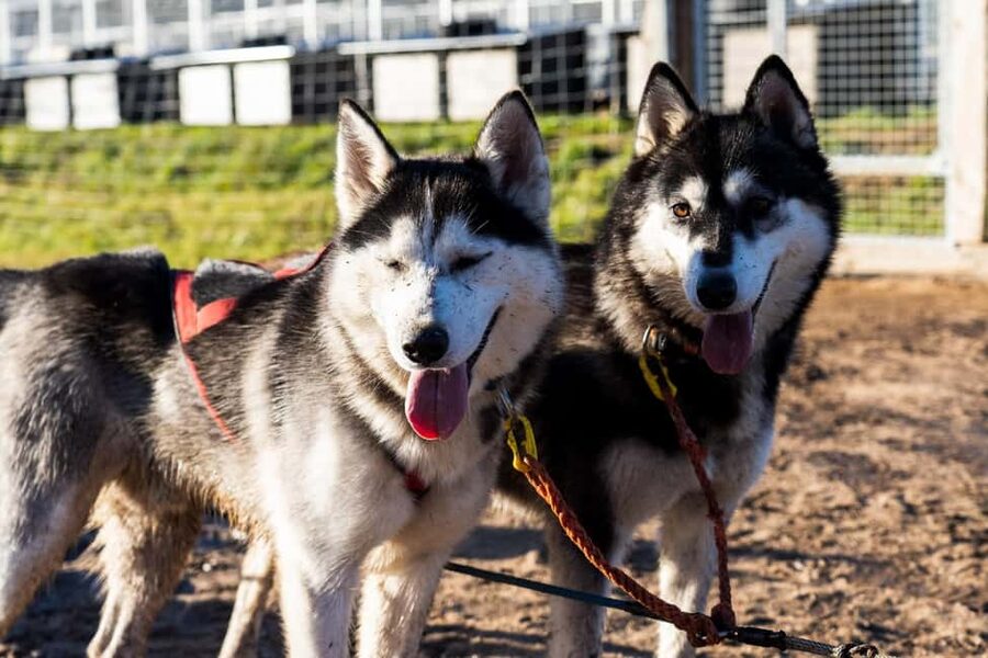 Rovaniemi: Husky Safari & Campfire BBQ – 6‑10 km Self‑Drive - Meeting the huskies before the trail