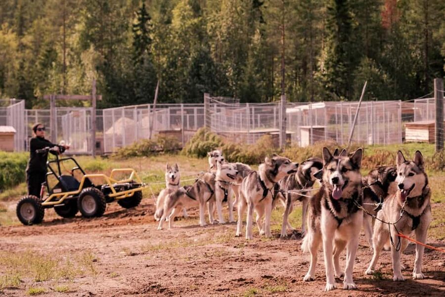 Rovaniemi: Husky Safari & Campfire BBQ – 6‑10 km Self‑Drive - Small groups, guides, and the human side