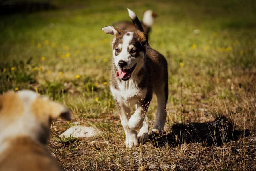 Rovaniemi: Husky Safari & Campfire BBQ – 6‑10 km Self‑Drive - Is $249 a fair price?