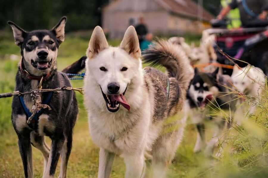 Rovaniemi: Husky Safari & Campfire BBQ – 6‑10 km Self‑Drive - Who should book this experience?