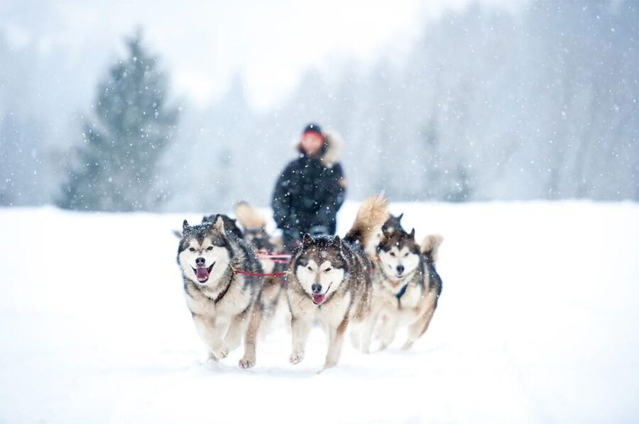 Rovaniemi: Husky Safari on a Snowy Trail - Key points to know before you book