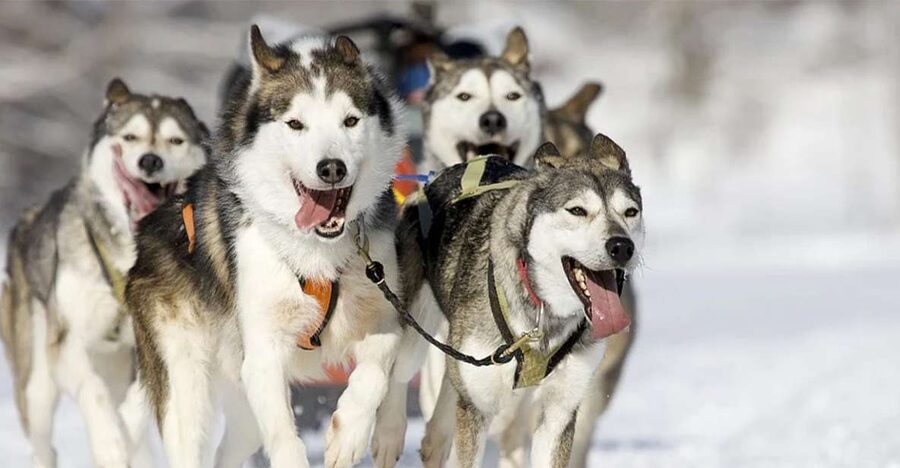 Rovaniemi: Husky Safari on a Snowy Trail - Meeting the huskies at the farm