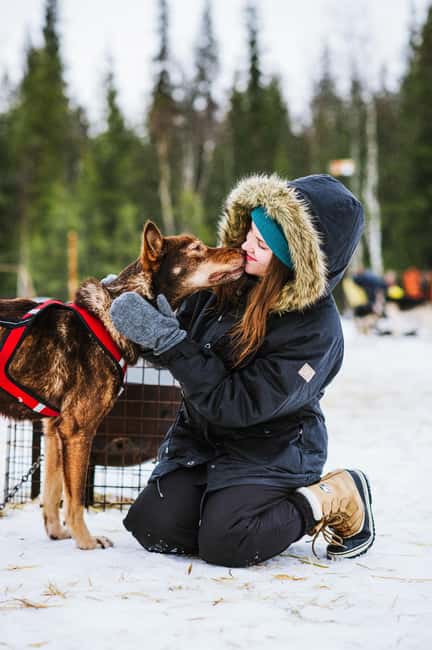 Rovaniemi: Husky Sled Ride and Farm Visit - What the dog time is really like