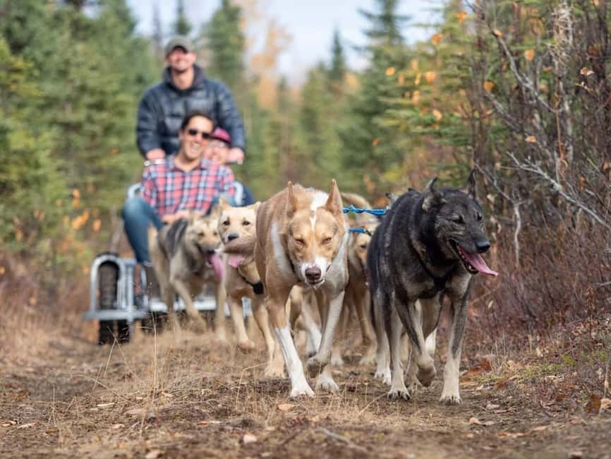 Rovaniemi: Husky Sled Ride and Farm Visit - Practical advice for making the most of it