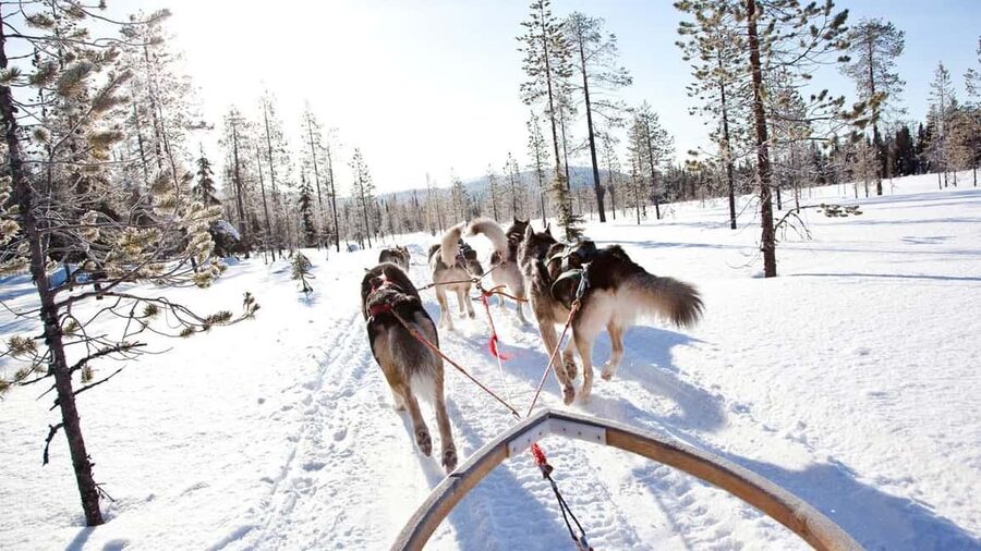Rovaniemi: Husky Sled Ride and Farm Visit - Cancellation and season details