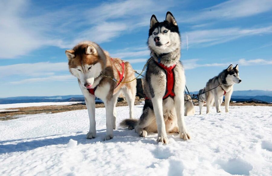 Rovaniemi: Husky Sled Ride with Hotel Transfer - Meeting the huskies at the farm