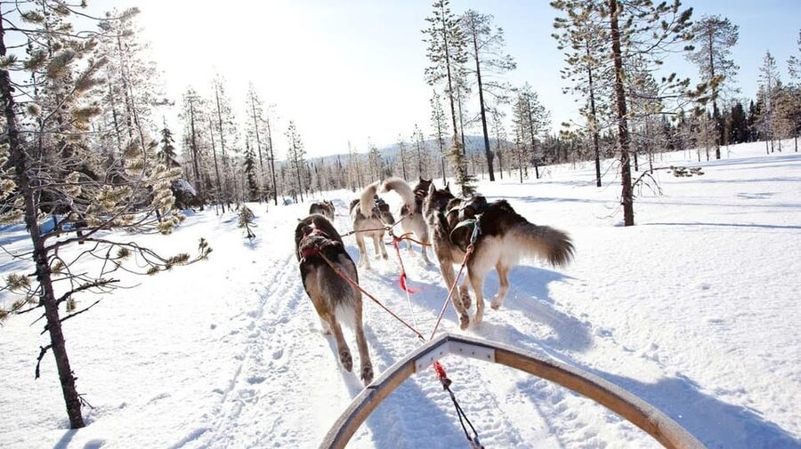 Rovaniemi: Husky Sled Ride with Hotel Transfer - Is $125 a fair price?