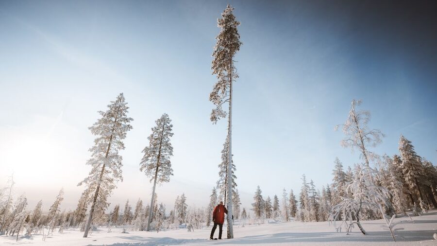 Rovaniemi: Lapland Ski Trekking Safari - Practical advice for a smoother day