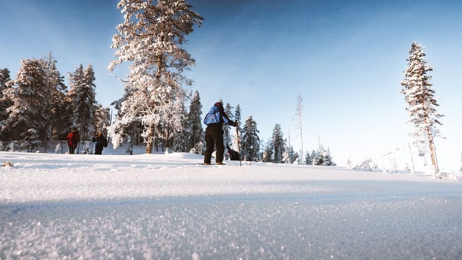 Rovaniemi: Lapland Ski Trekking Safari - Skiing through soft snow and spruce forest