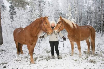 Late Night Ride with Finnhorses