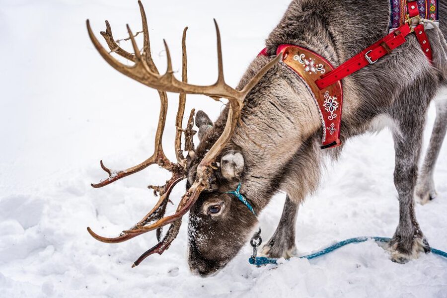 Rovaniemi: Local Reindeer Farm Visit with Sleigh Ride - From Rovaniemi to a quieter reindeer farm