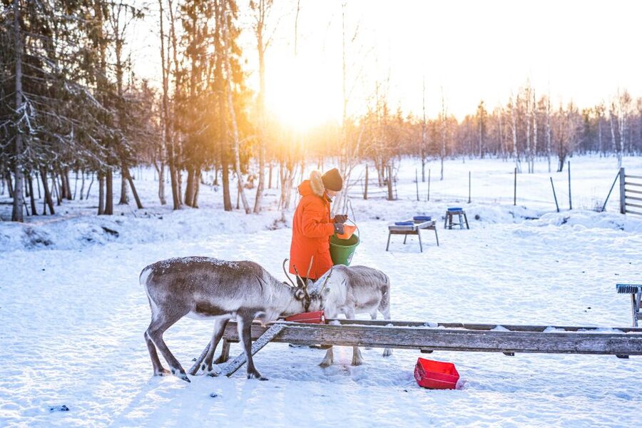 Rovaniemi: Local Reindeer Farm Visit with Sleigh Ride - The 2-kilometer sleigh ride through the forest