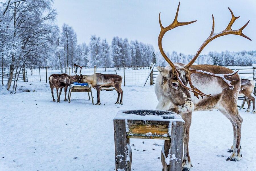 Rovaniemi: Local Reindeer Farm Visit with Sleigh Ride - Feeding the reindeer after the ride