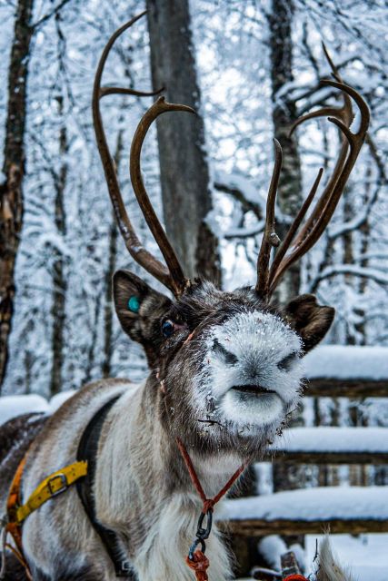 Rovaniemi: Local Reindeer Farm Visit with Sleigh Ride - Timing, weather, and seasonal planning