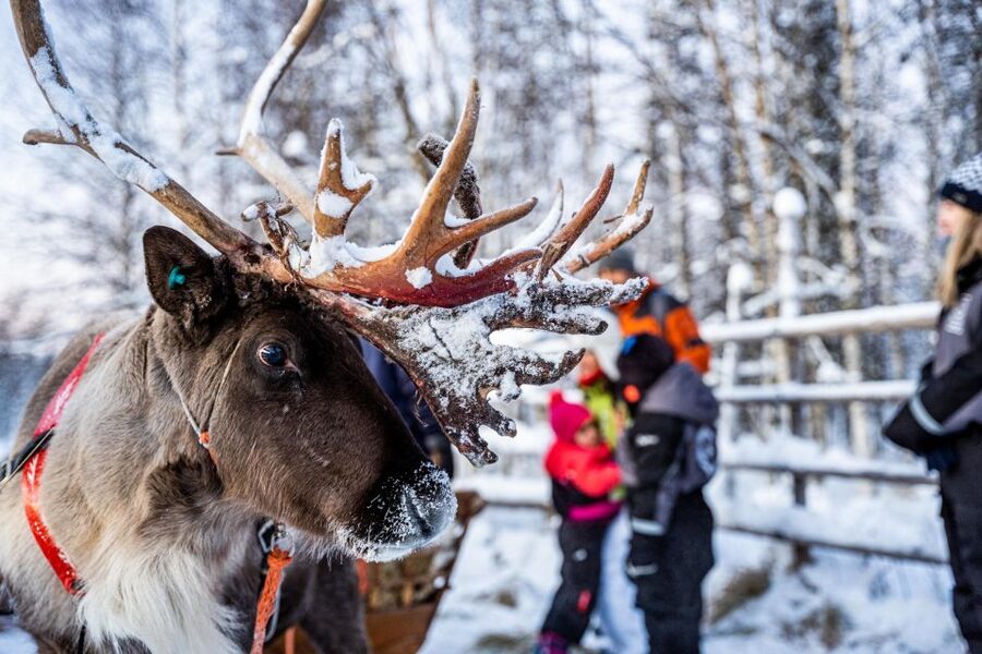Rovaniemi: Local Reindeer Farm Visit with Sleigh Ride - Meeting the reindeer and learning about herding