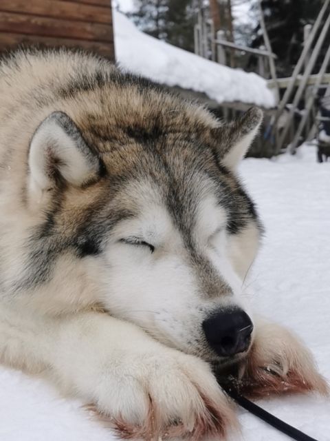 Rovaniemi: Meet Santa Claus, Reindeer Sleigh Ride & Huskies - Should you book it?