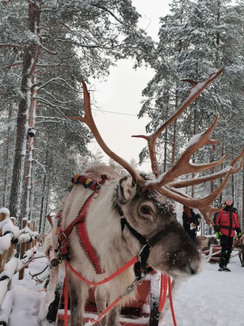 Rovaniemi: Meet Santa Claus, Reindeer Sleigh Ride & Huskies - Who should book this experience?