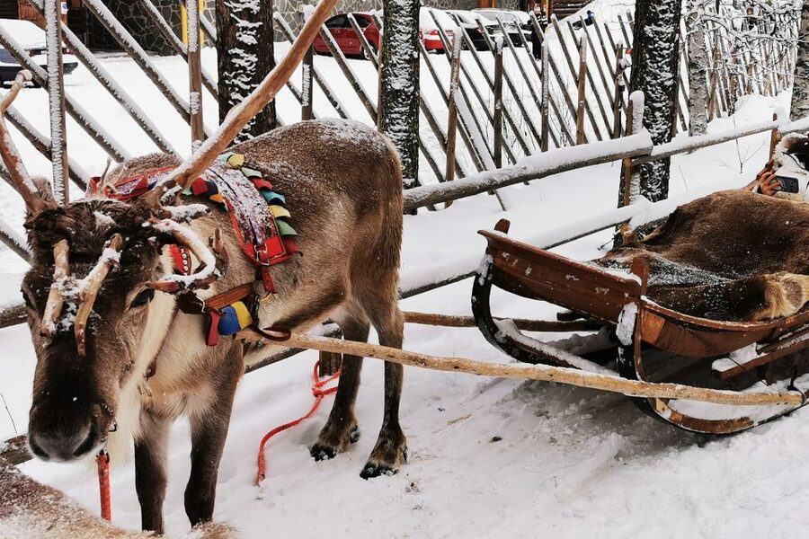 Rovaniemi: Meet Santa Claus, Reindeer Sleigh Ride & Huskies - Small details that make the day easier