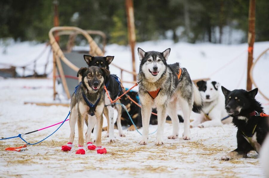 Rovaniemi: One Hour Husky Experience - What the two-hour outing really includes