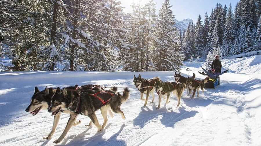 Rovaniemi: One Hour Husky Experience - Time with the huskies after the ride