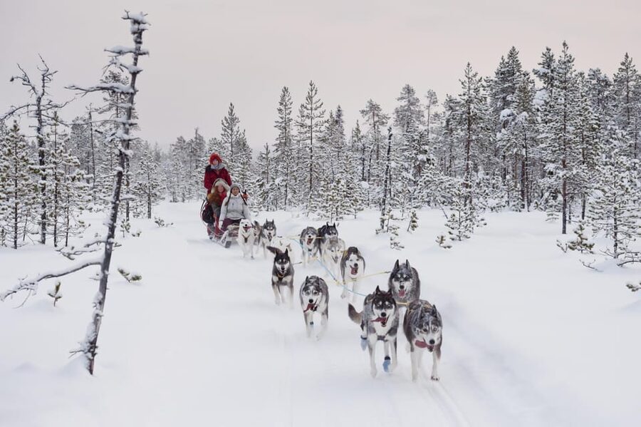 Rovaniemi: One Hour Husky Experience - Clothing and timing tips