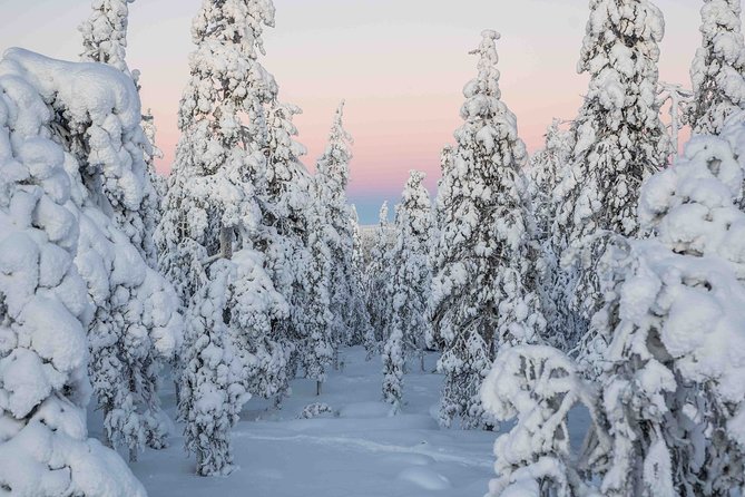 Rovaniemi photography tour - Is $433.06 a good price for up to eight people?