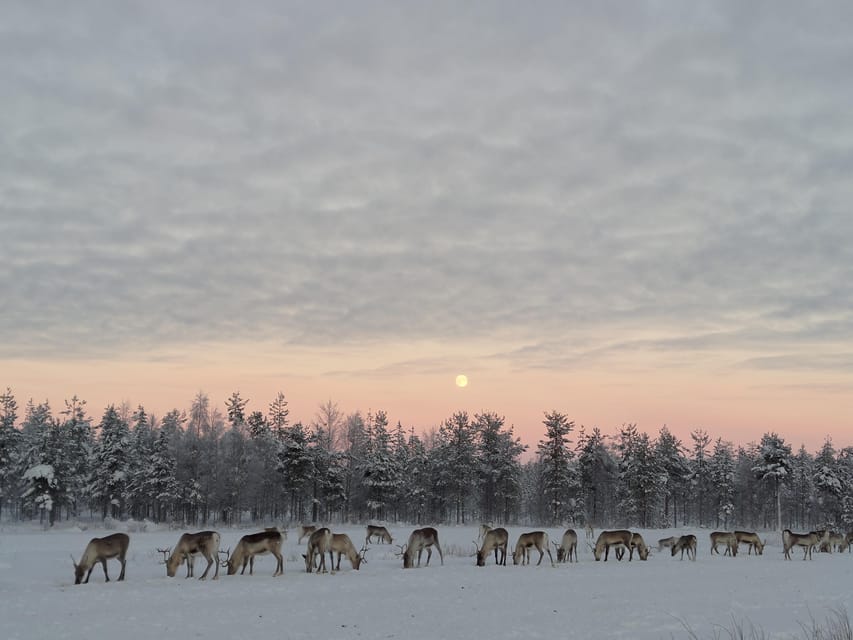 Rovaniemi: Private Reindeer Farm Visit and Walk-Along - Key points to know before booking