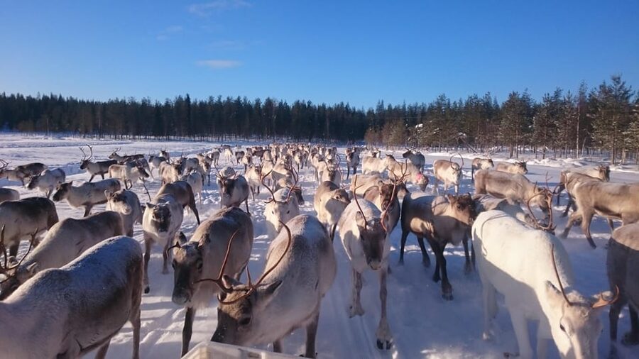 Rovaniemi: Private Reindeer Farm Visit and Walk-Along - Why this farm visit feels different from a quick photo stop