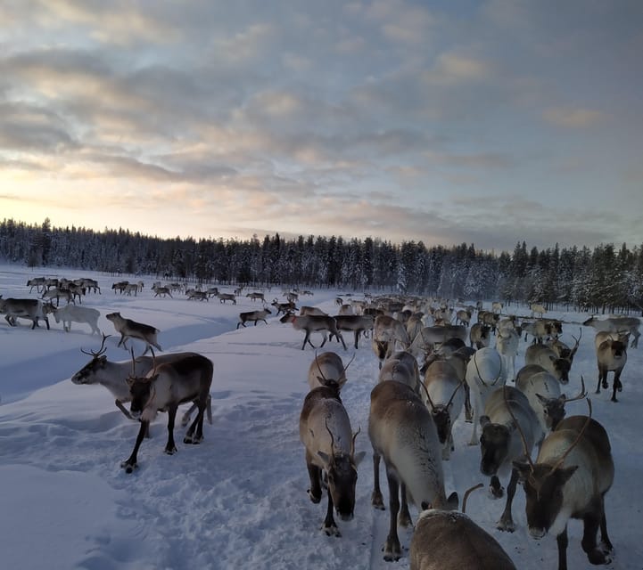 Rovaniemi: Private Reindeer Farm Visit and Walk-Along - Meeting the dogs and starting the visit