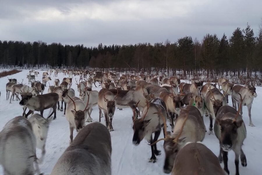 Rovaniemi: Private Reindeer Farm Visit and Walk-Along - Riding the snowmobile sledge to the pasture