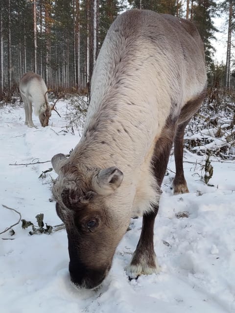 Rovaniemi: Private Reindeer Farm Visit and Walk-Along - Feeding a whole reindeer herd by hand