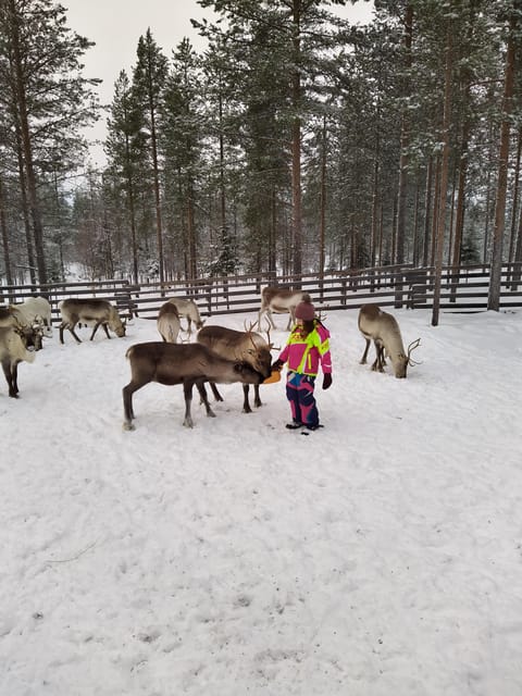 Rovaniemi: Private Reindeer Farm Visit and Walk-Along - A forest walk with young reindeer
